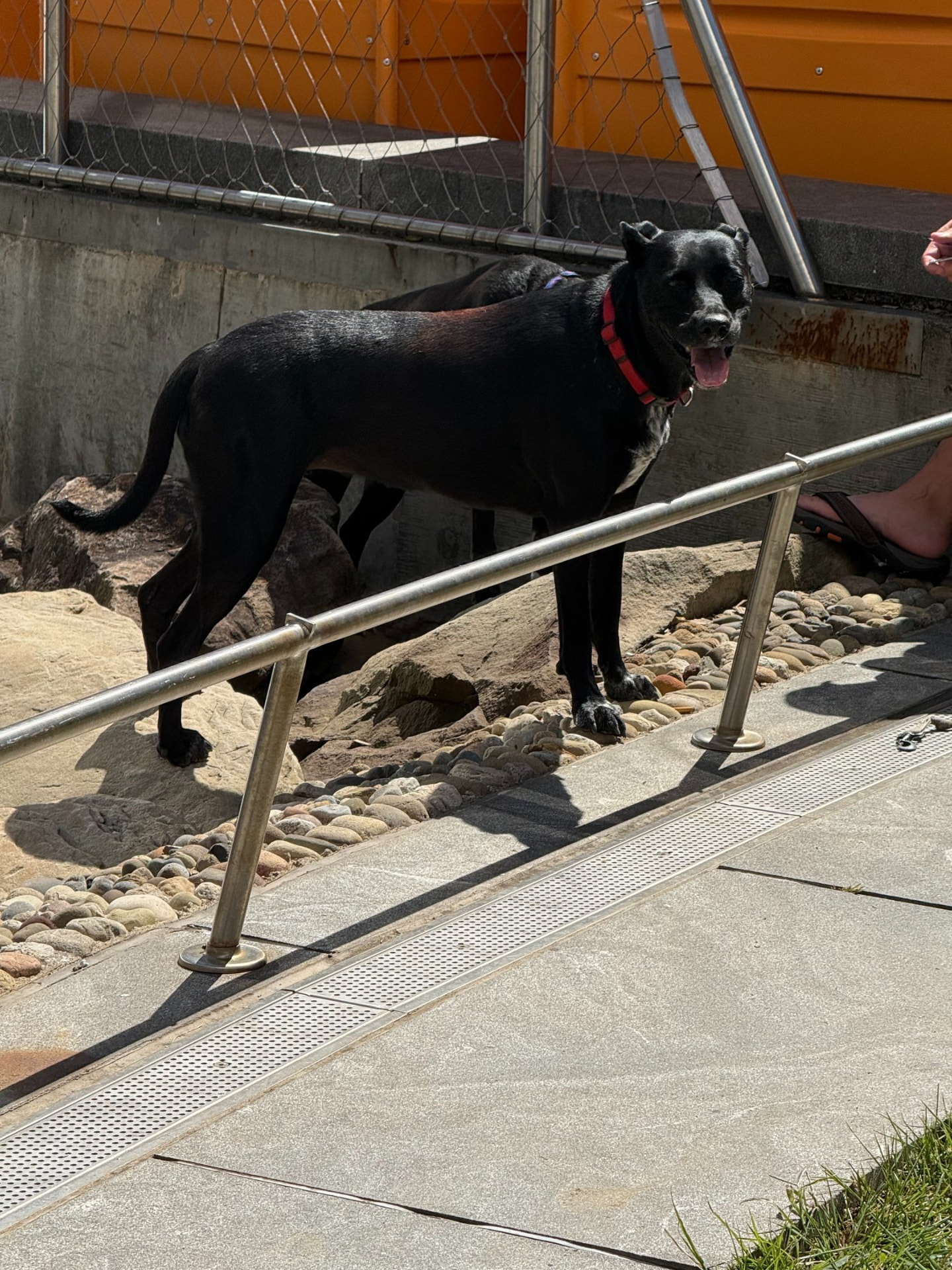 Dogs playing together outdoors