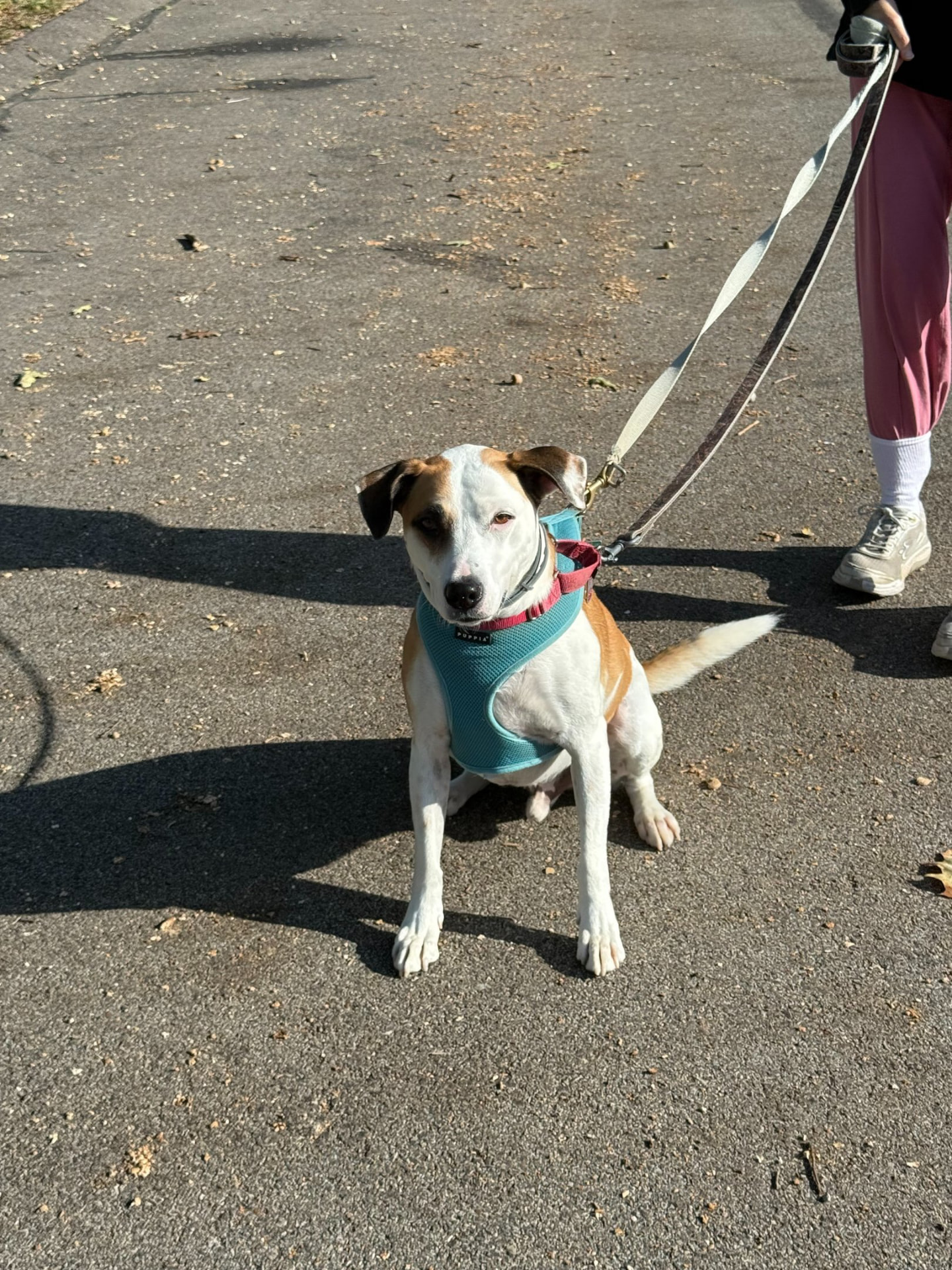A dog client enjoying a neighborhood walk