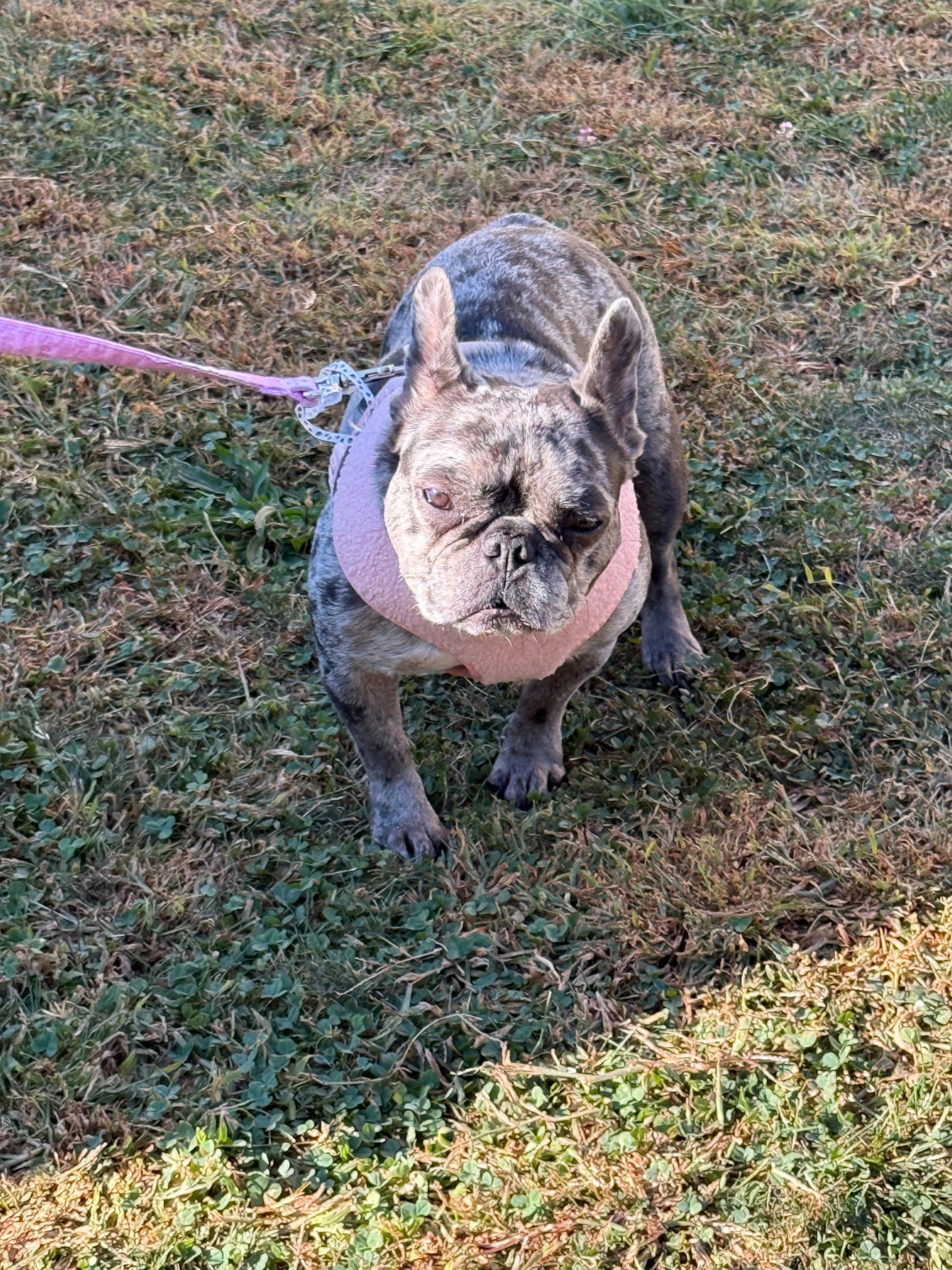 A dog running happily outdoors