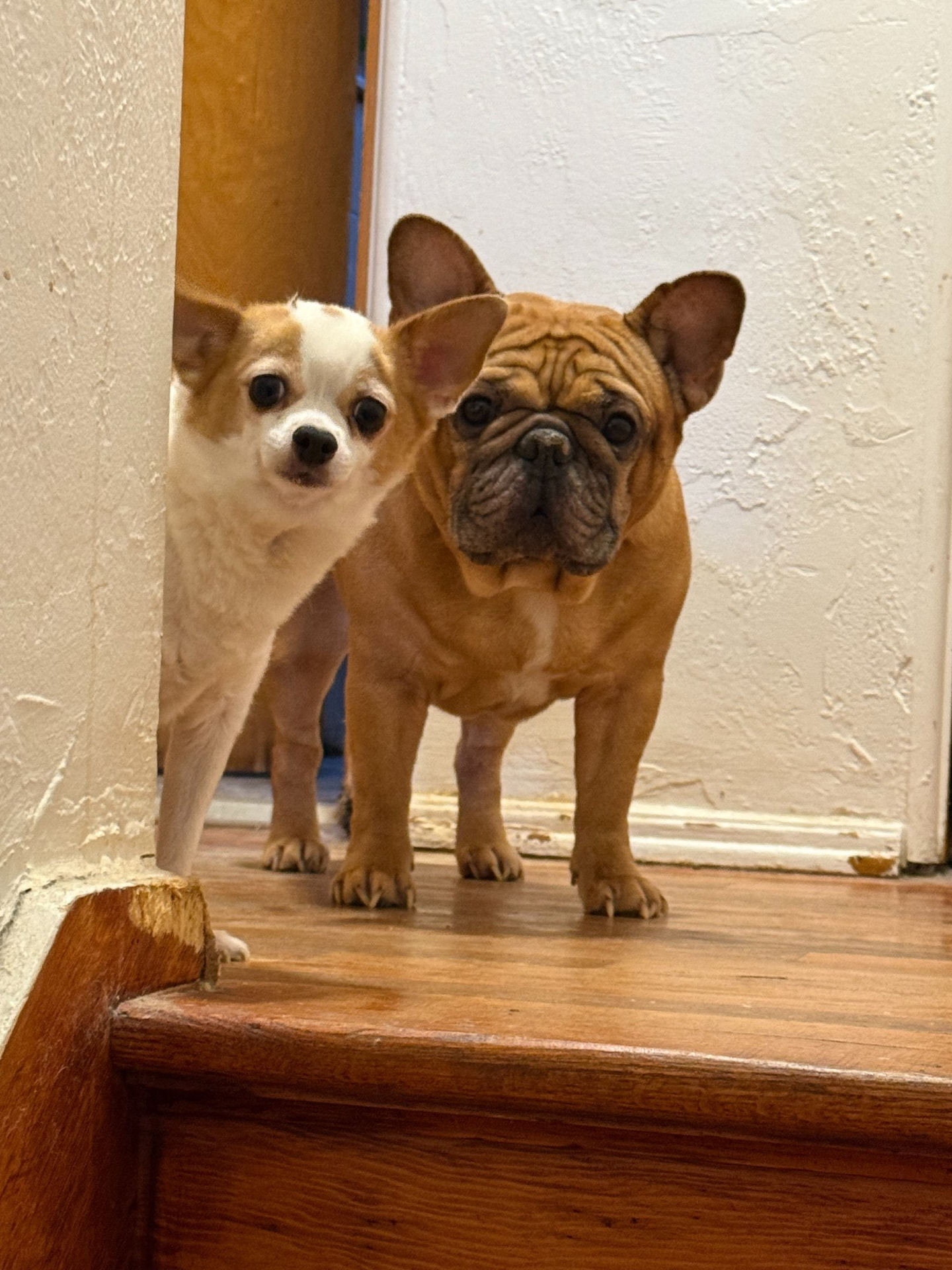 A cheerful dog client smiling at the camera