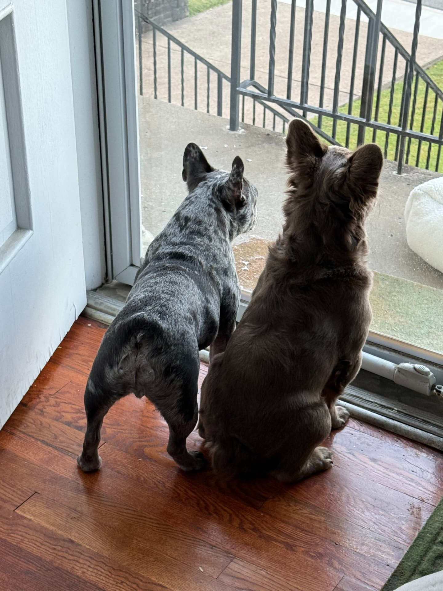Three dogs out together on a group walk